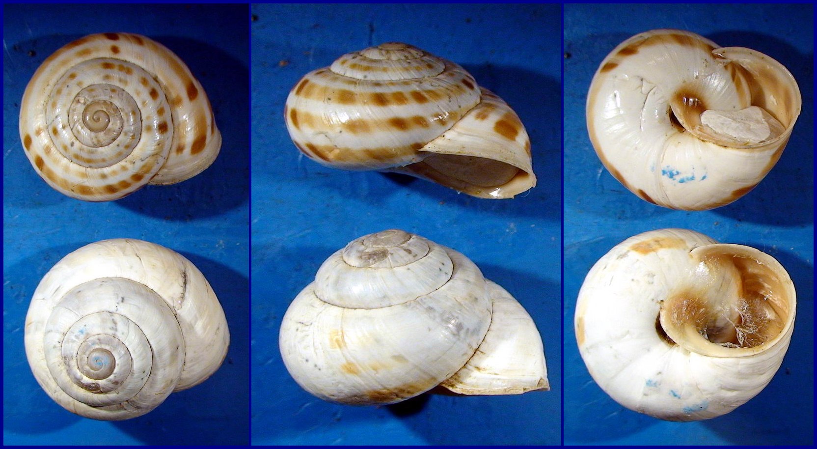 Nuova forma di Marmorana signata Rovere(AQ)